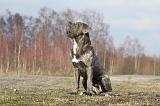 CANE CORSO 699